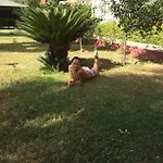 Ozgurhan 3*